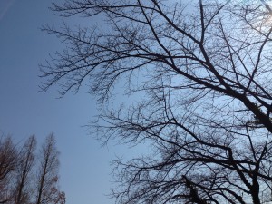 IMG_7424