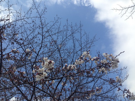 出羽公園の桜