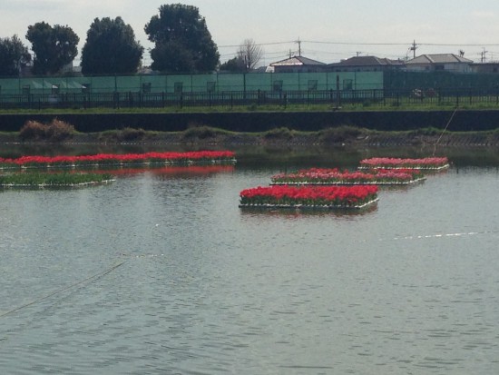 池のチューリップ