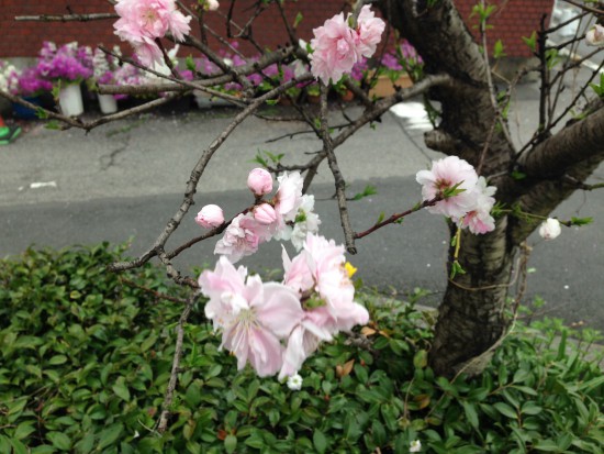近所の桜