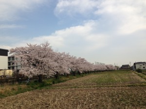 桜並木