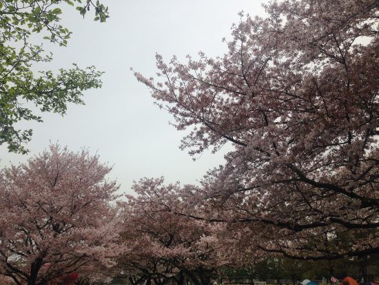 福祉村の桜