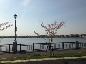 レイクタウンと桜