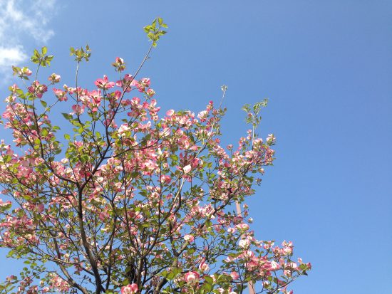 レイクタウンの花