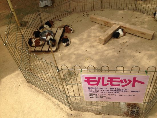 牛久大仏モルモット