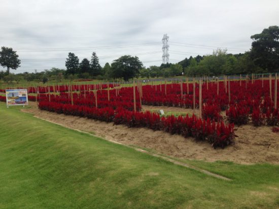 牛久大仏の庭園など