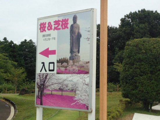 牛久大仏の桜や芝桜