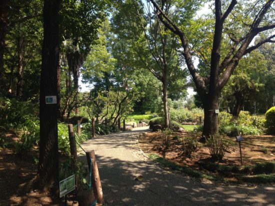 グリーンセンターの歩道