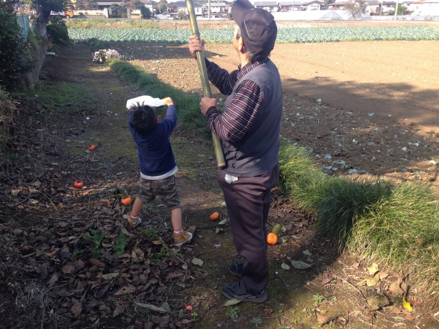 柿を取っている画像