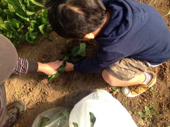 ほうれん草の収穫