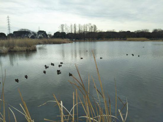 舎人公園の池