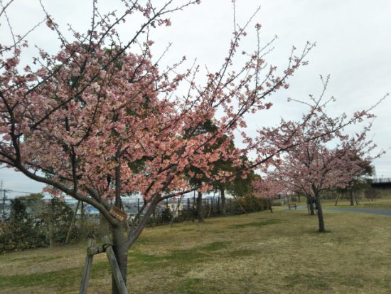 舎人公園のカワヅザクラ