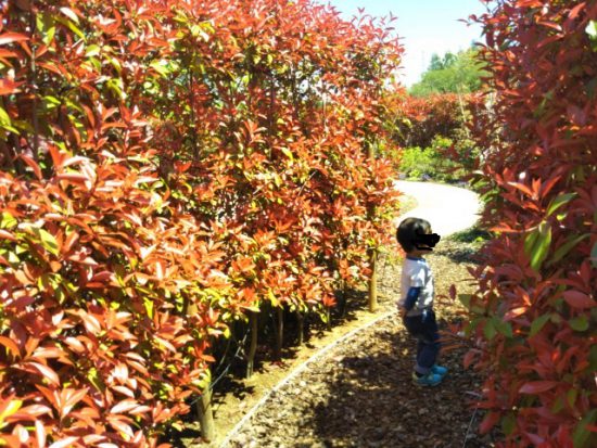 ハートフルガーデン