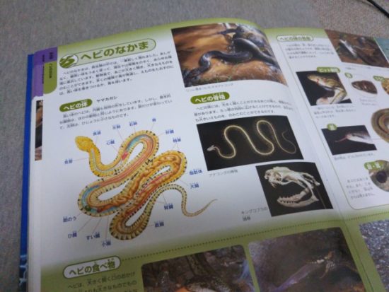 は虫類の図鑑
