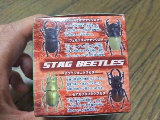 甲虫コレクション