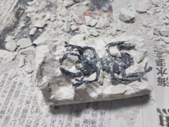 甲虫コレクション