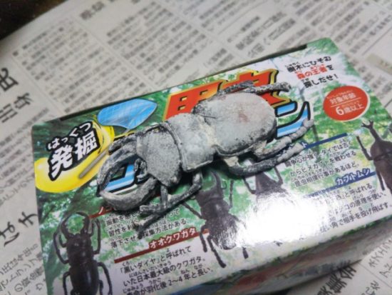 甲虫コレクション