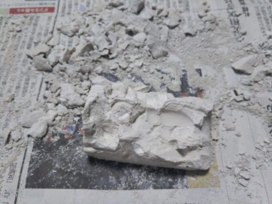 甲虫コレクション