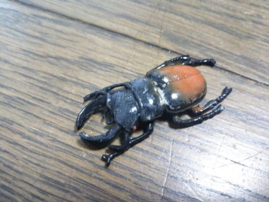 甲虫コレクション