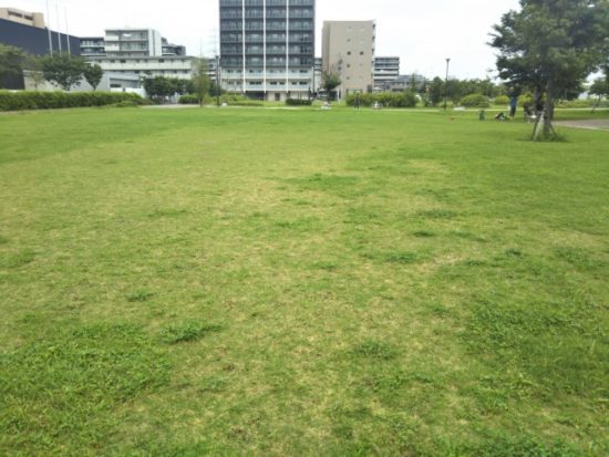 におどり公園の広場