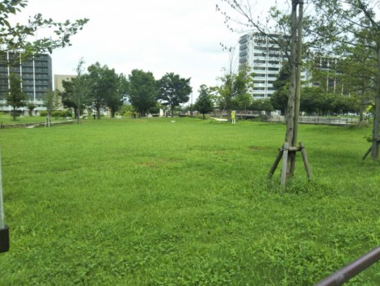 におどり公園の広場