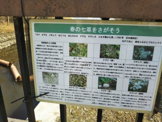 レイクタウンの植物