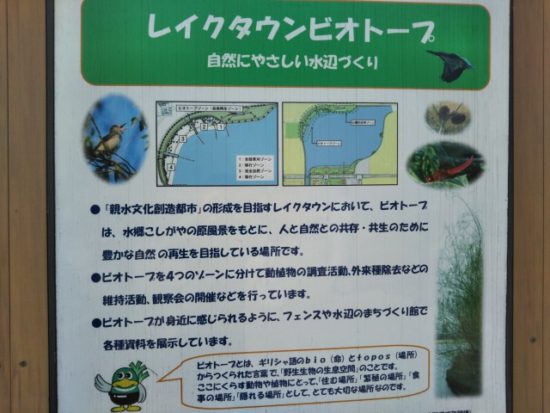 レイクタウンの植物