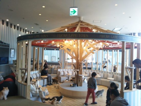 猫カフェmochaの店内