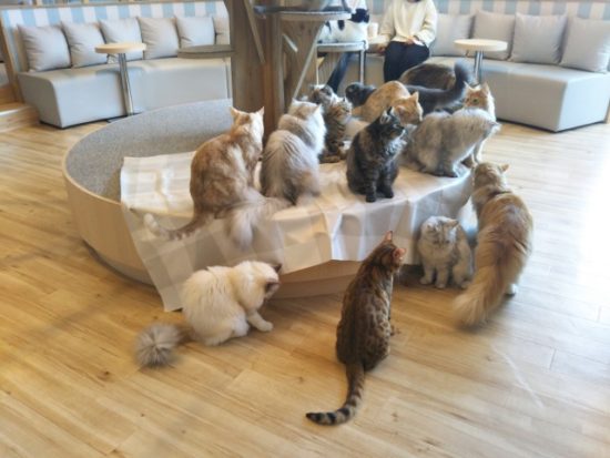 猫カフェのおやつ