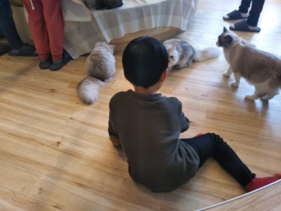 猫カフェの子供