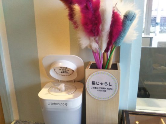猫カフェの猫じゃらし