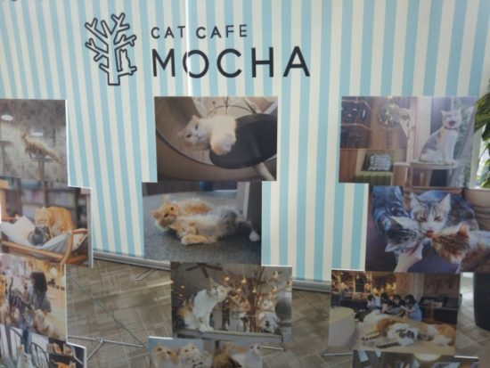 猫カフェの画像