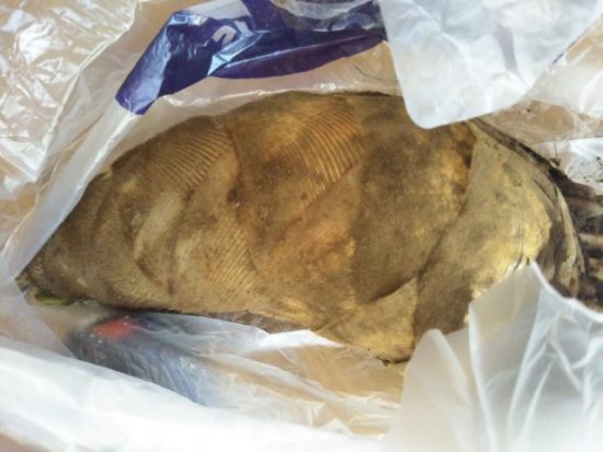 たけのこの画像