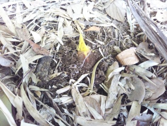 たけのこの画像