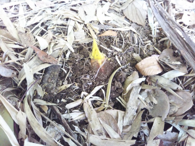 たけのこの画像