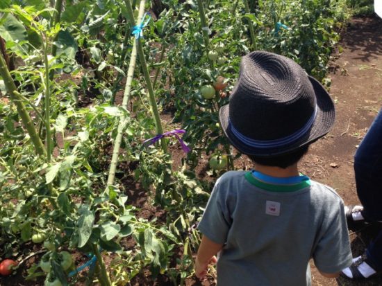 田舎の子供の野菜収穫