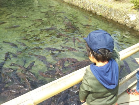 日光江戸村のえさやり