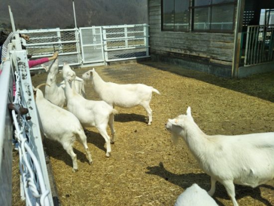 大笹牧場の小動物