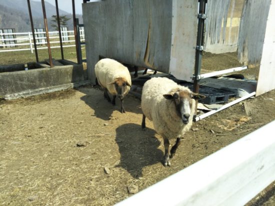 大笹牧場の小動物