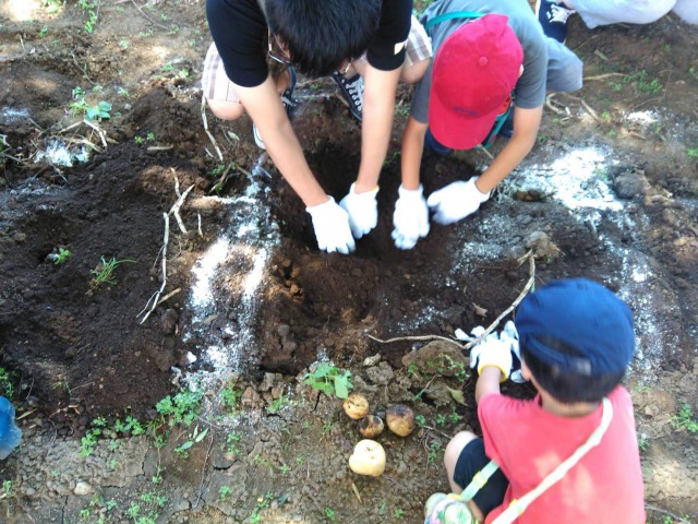 じゃがいも掘り体験の画像