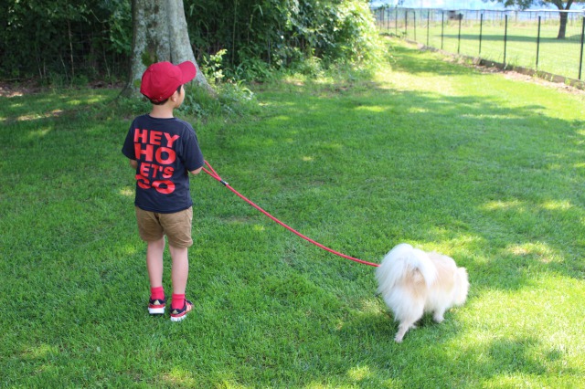 東京ドイツ村のわんちゃんランド