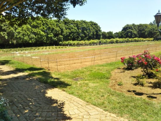 イバライドの風景