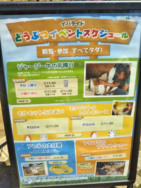 イバライドの体験