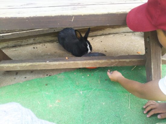 イバライドの動物