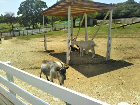 イバライドの動物