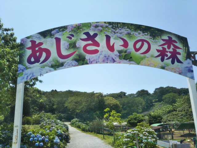東京ドイツ村の植物