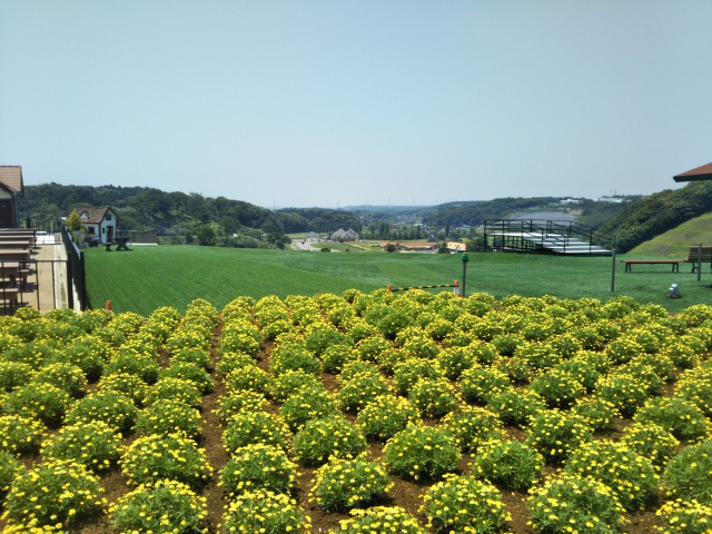東京ドイツ村の植物