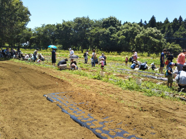 イバライドのじゃがいも掘り