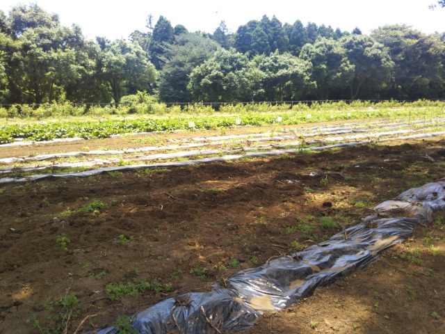 イバライドのじゃがいも掘り