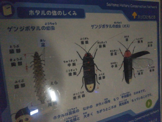 ホタルの展示物